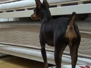 ハイパー！だるまさんが転んだ？？？（ミニピン・Miniature Pinscher）