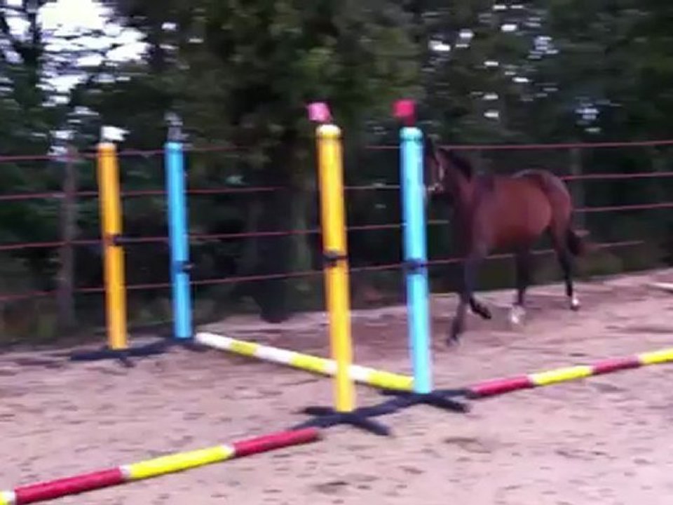 betiz d'ardelay 20 oct 2012 (trot)