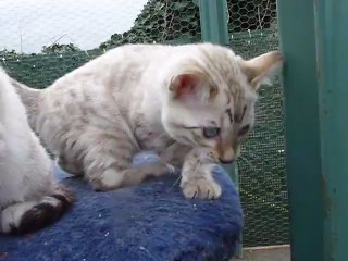 Magic Bengal HEAVEN & HANKO (9 weeks)