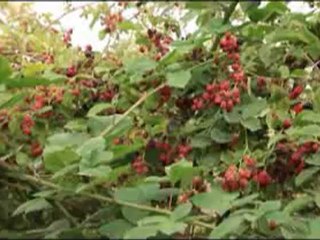 Amanoslar Güneyin Yaban Yüzü - Digiturk İZ TV Tanıtımı