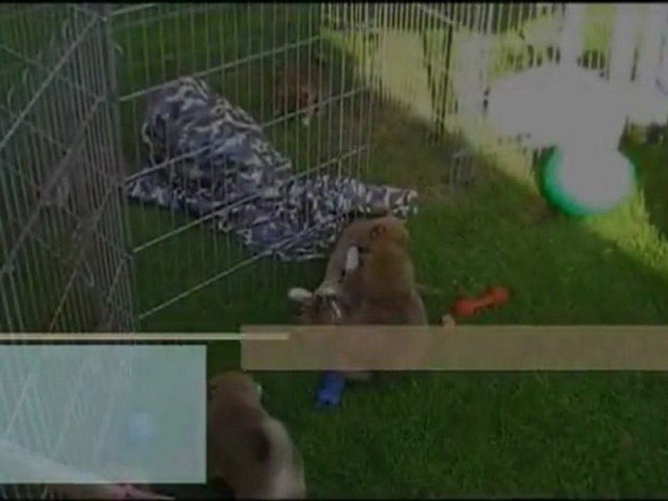 Chiots shiba et le parc à chiots