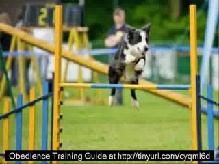 Dog Obedience Training Guide