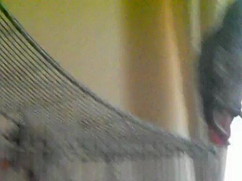 jojo fais la poule et réclame sa cacahouete !!!!