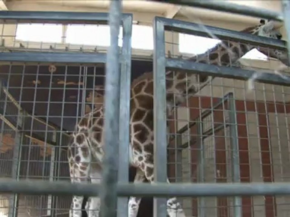 Arrivée d'une nouvelle femelle girafe