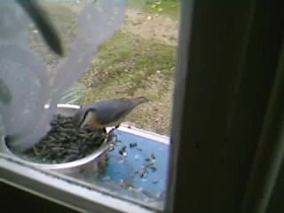 mes oiseaux