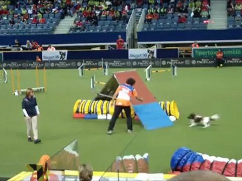 Epagneul Papillon WC Agility 2012