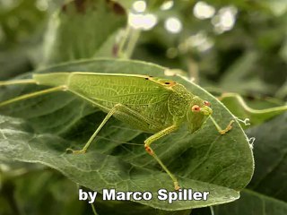 Phaneroptera falcata