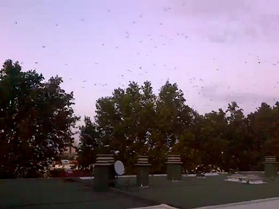Ballet aérien d'un vol d'étourneaux
