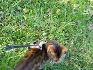 Magic Bengal GREAT DESIGN