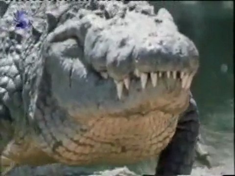 Cocodrilo: Anatomia y fisiologia de un depredador