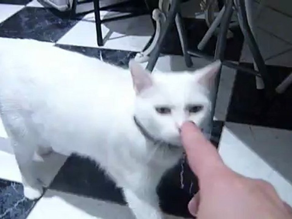 Neve dans la cuisine