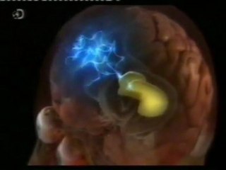 Cortex prefrontal vs. amigdala: La prediccion del miedo (L. Mujica-Parodi)