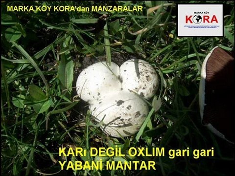 Ardahan Yayla Karakolu Köyü - Koralıların Köyü