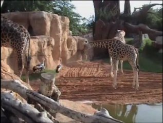 Grulla coronada cuelligris: familia en la sabana africana