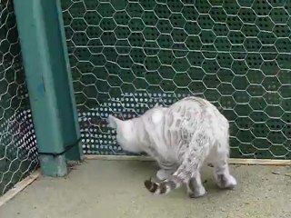 Magic Bengal EDEN (9weeks)