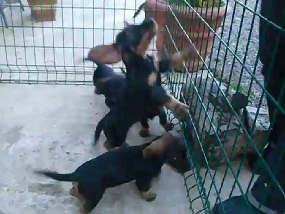 Chiots teckels a 7 semaines