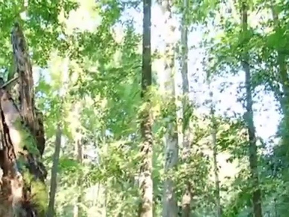 التنوع البيولوجي: محمية بيالو فييجشا | العولمة 3000