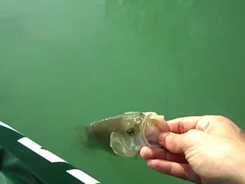 Petit black deviendra grand mais saute déjà