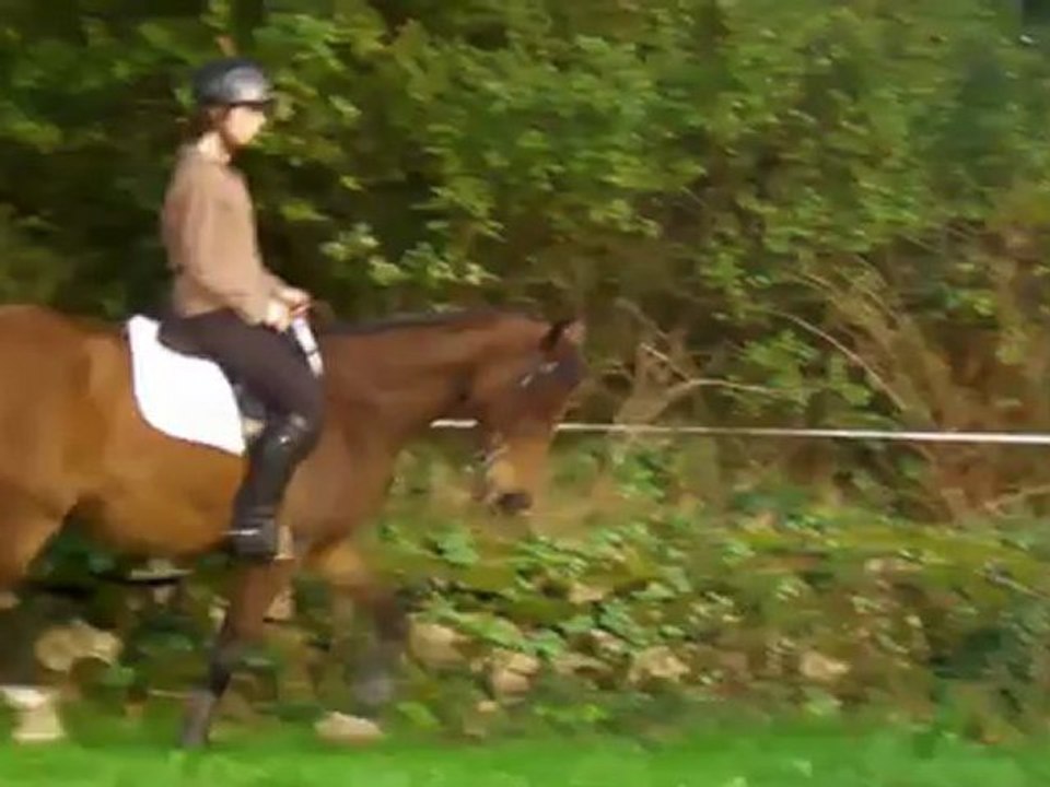 Jument SF 7ans A VENDRE