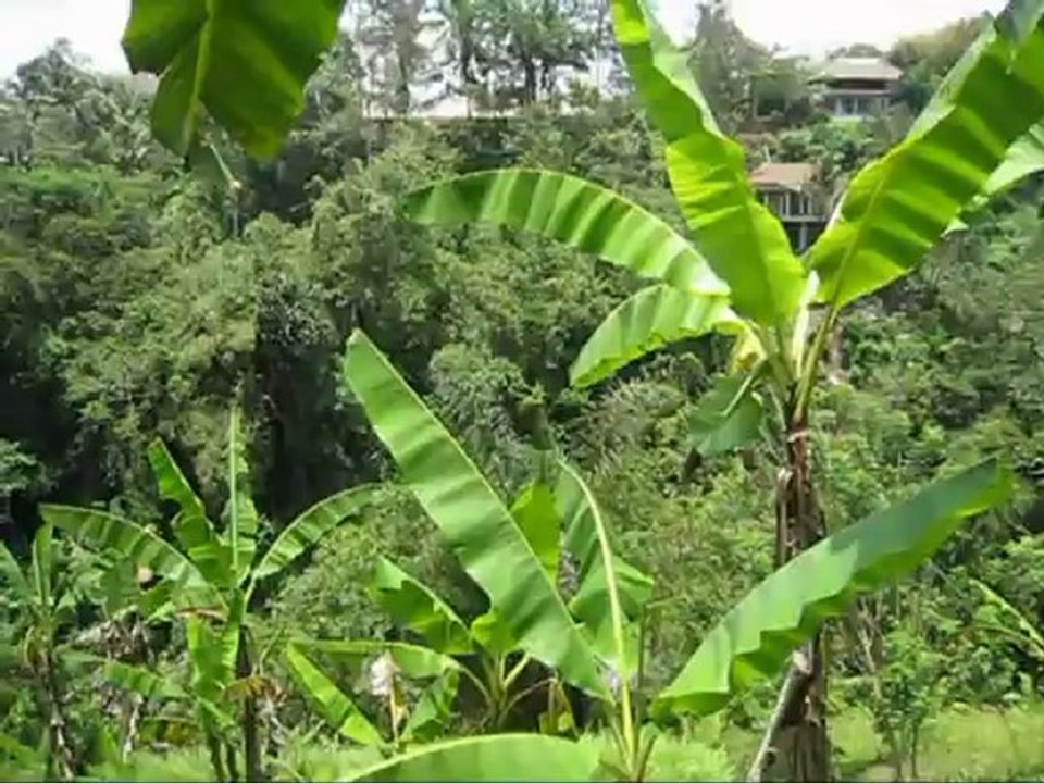 bali