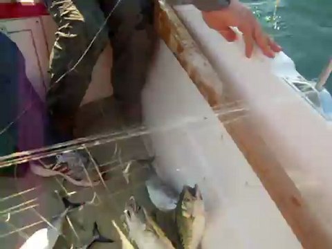 palamut avımız 2012