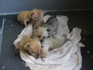 Chiots Chihuahua portée du 25/09/12