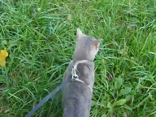 FARINO Des Arawallis of Magic Bengal