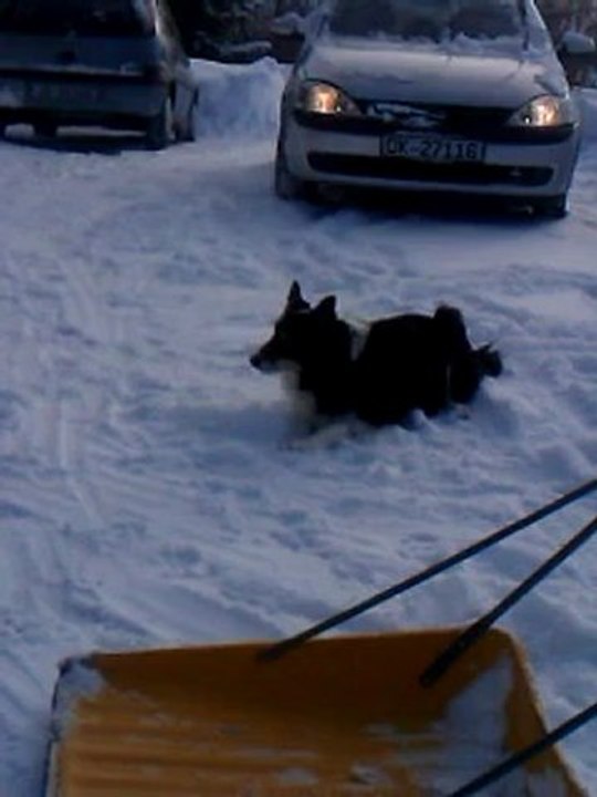 lucy og meg,slitne etter snø og sikkel