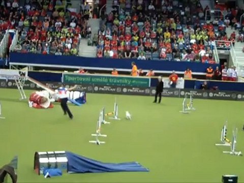 Jack Russel terrier WC Agility 2012