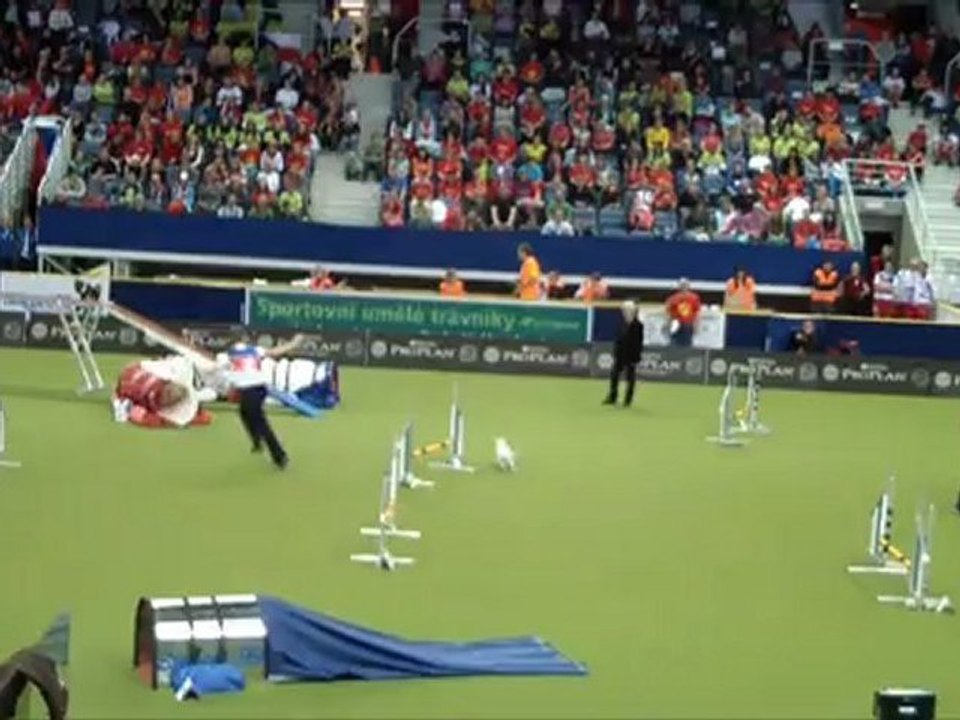 Jack Russel terrier WC Agility 2012