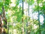 Biodiversidad: la selva virgen de Bialowieza | Global 3000