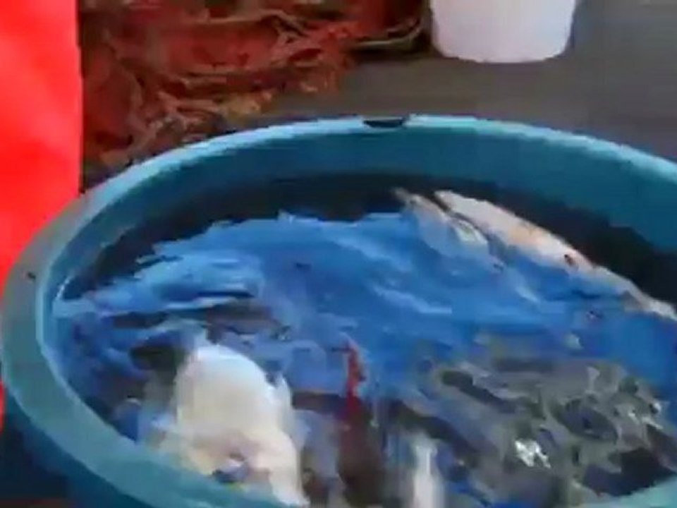 Hormigón contra la pesca ilegal: la idea ingeniosa para proteger el mar | Global 3000