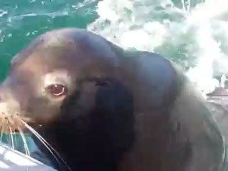 Seal jumps on boat in Cabo