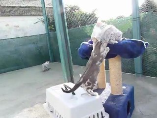 Magic Bengal HAQUARELLE (9 weeks)