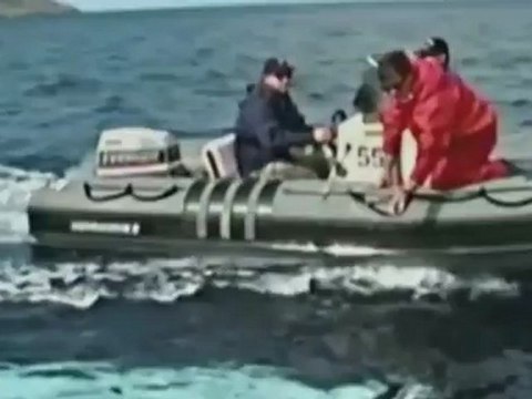 Une baleine capable d'imiter la voix humaine