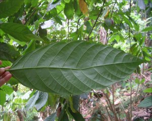 BALI D UBUD A MUNDUK