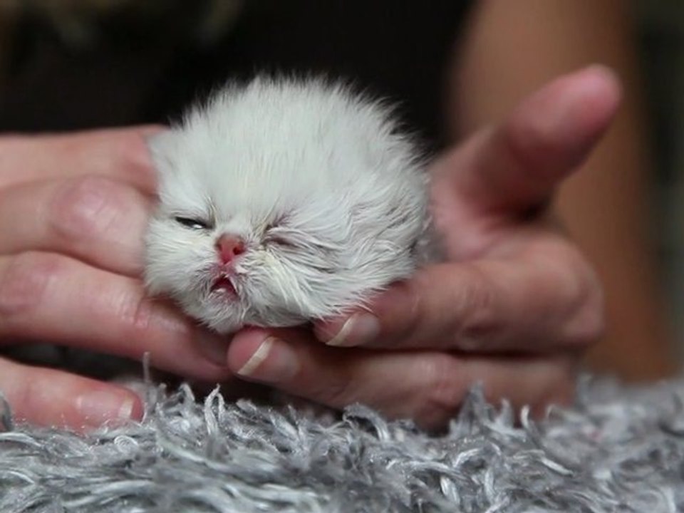 Talisman des Persans de Fannie