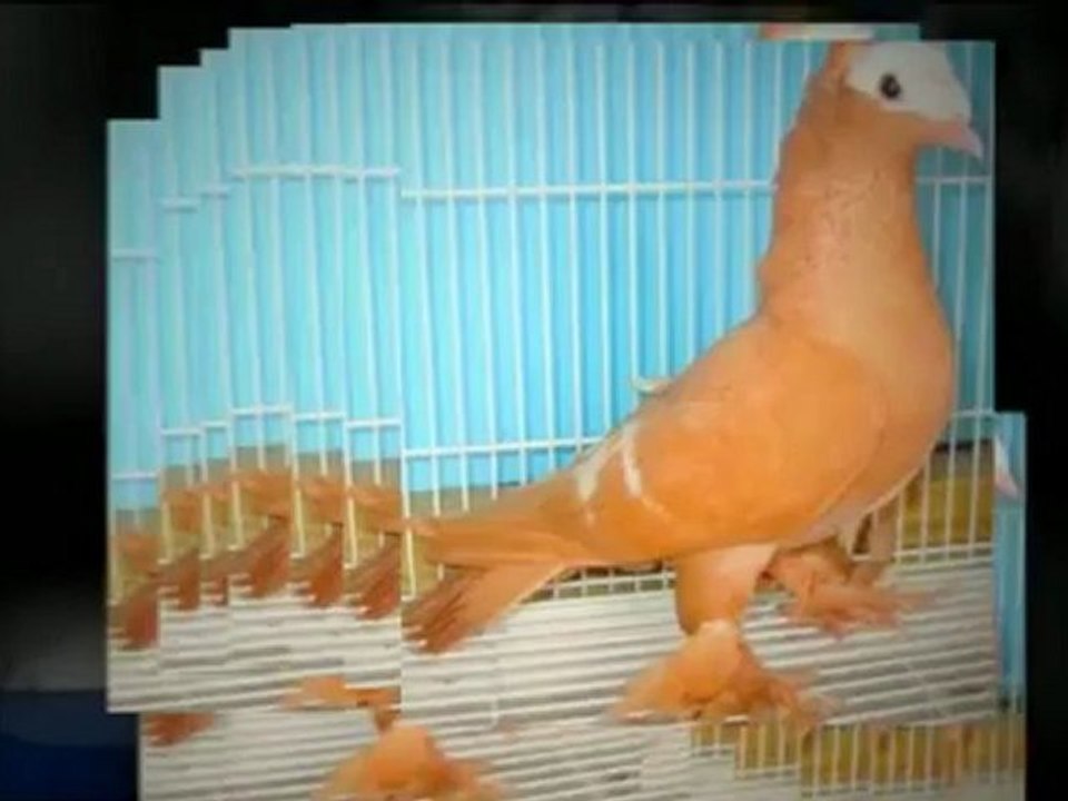 Pigeons For Sale