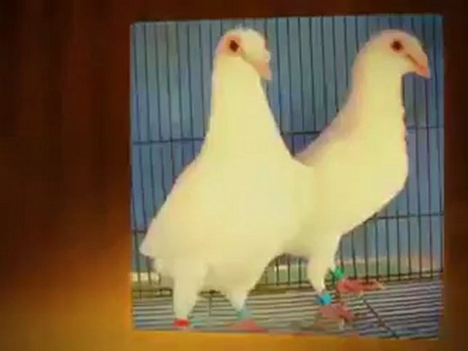 White Dove Release