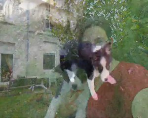 Hestia, mon étoile filante