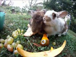 Romeo & Juliette are having a Great Breakfast