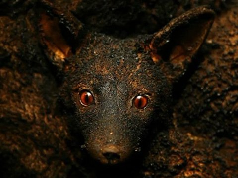 Adel Abdessemed, je suis innocent - Who's afraid of the big bad wolf, du 3 octobre au 7 janvier 2012