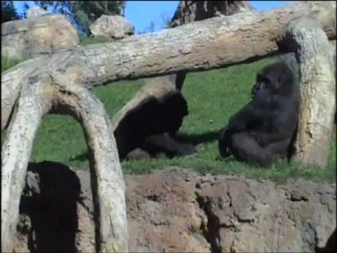 Bebé gorila: primeros rayos de sol en Bioparc Valencia