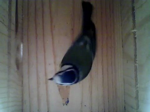 NICHOIR MESANGE 24/10/2012 11h40 :: visite d'une mésange bleue