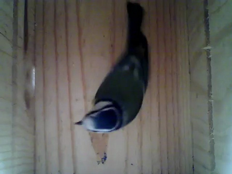 NICHOIR MESANGE 24/10/2012 11h40 :: visite d'une mésange bleue