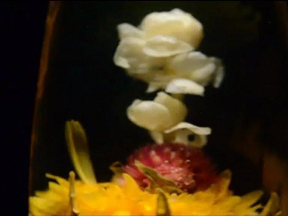 Vidéo : éclosion de la fleur de thé vert artistique « trio florissant »