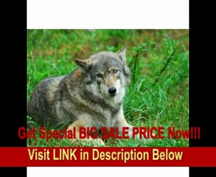 Tamron AF 200-500mm f/5.0-6.3 Di LD SP FEC (IF) Lens for Nikon Digital SLR Cameras