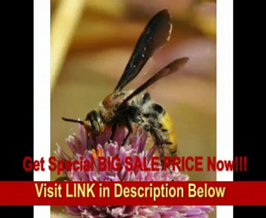 Tamron AF 180mm f/3.5 Di SP A/M FEC LD (IF) 1:1 Macro Lens for Nikon Digital SLR Cameras