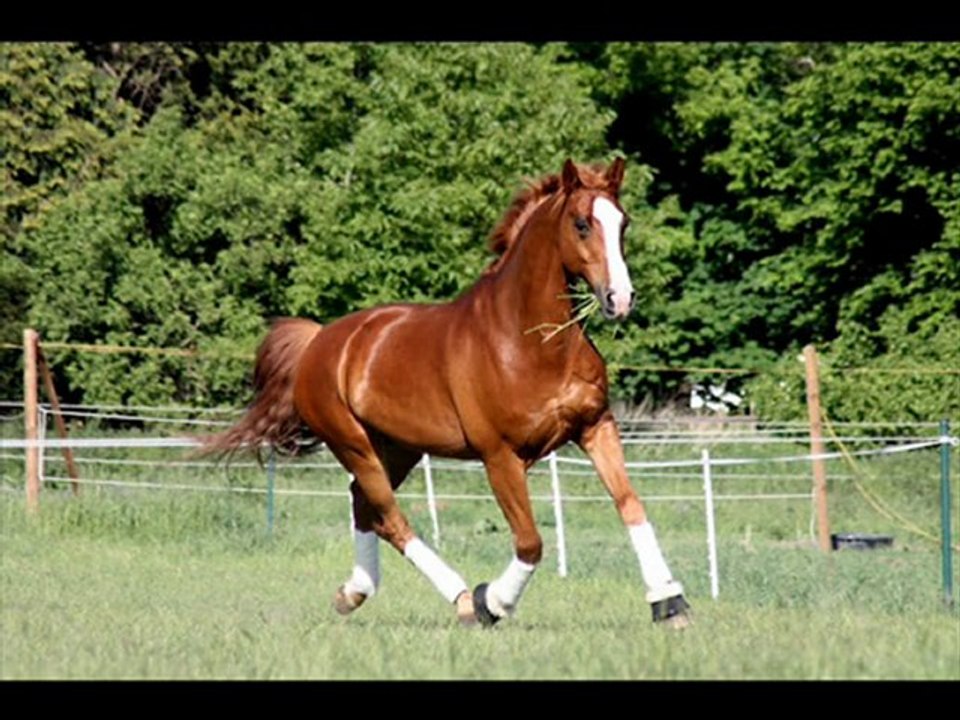 vom Remonten zum Erwachsen Pferd