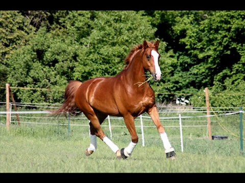 vom Remonten zum Erwachsen Pferd